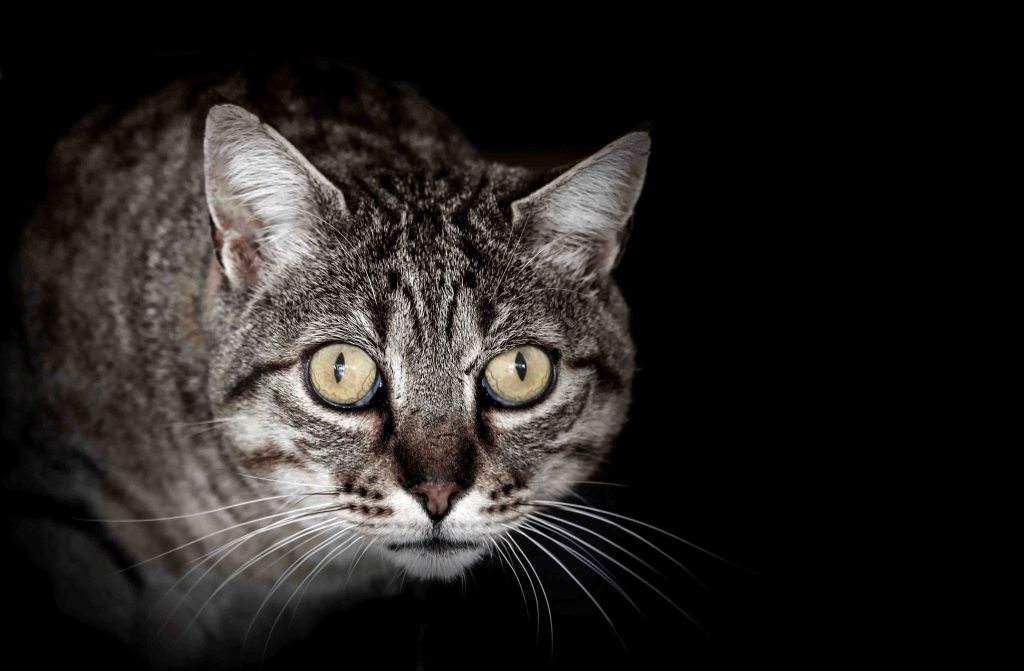 Chico: chat tigré