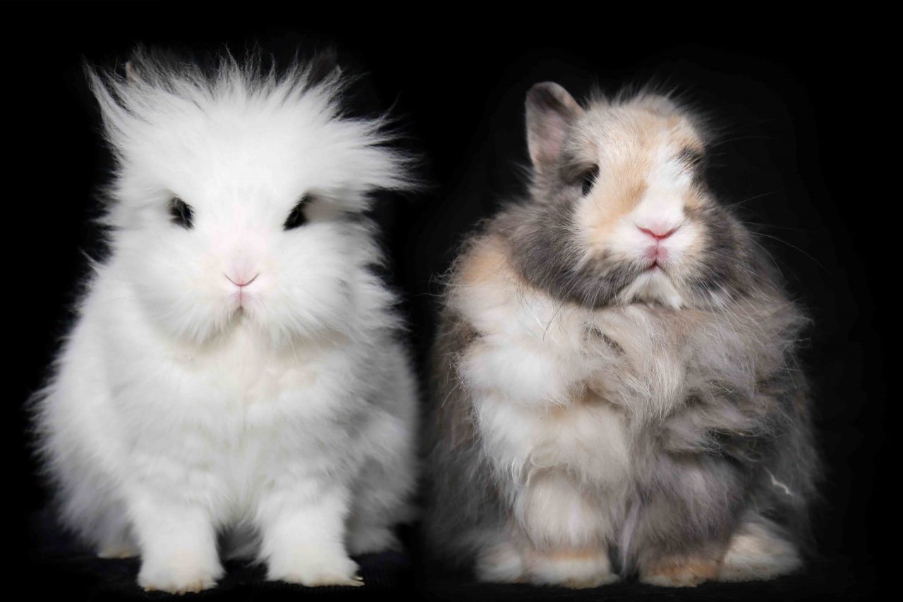 Coton et Juanito les lapins nains