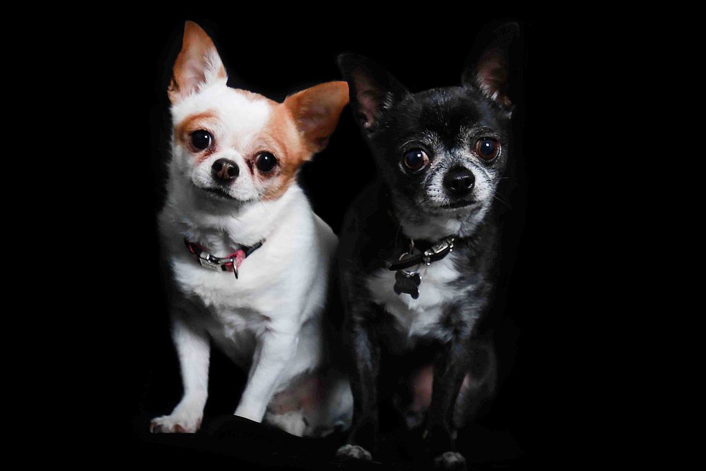 Kim et Jango: 2 chihuahuas
