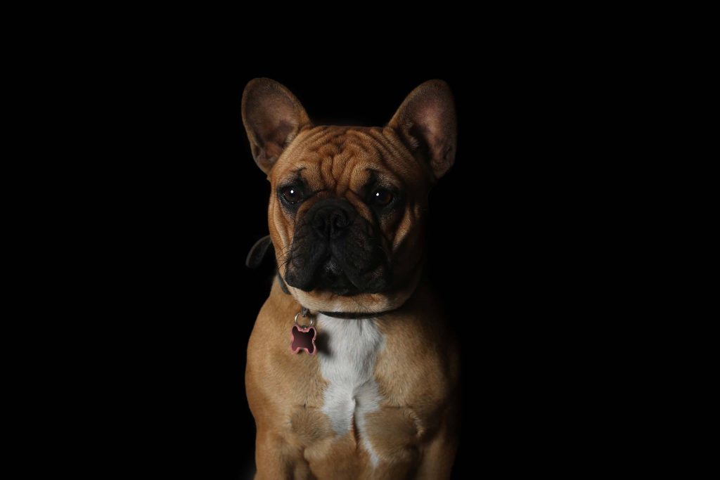 Lucy bouledogue français