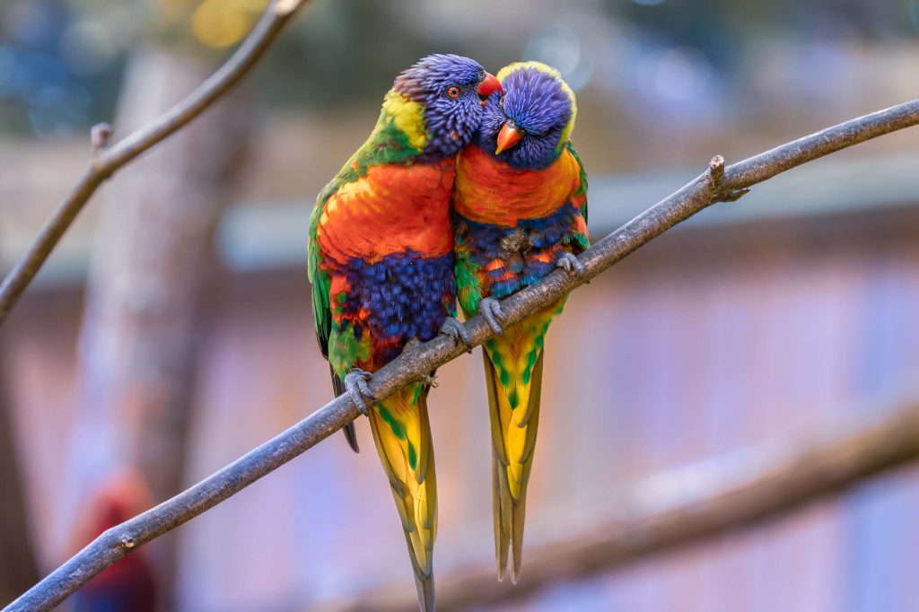 Perroquet couple