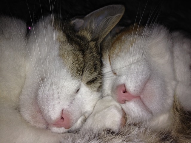 Ping et Pong chats de gouttière