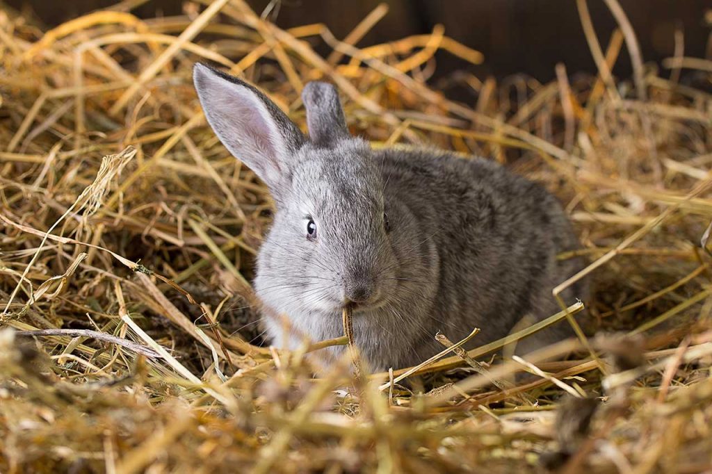 foin lapin