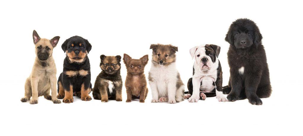 group of dogs