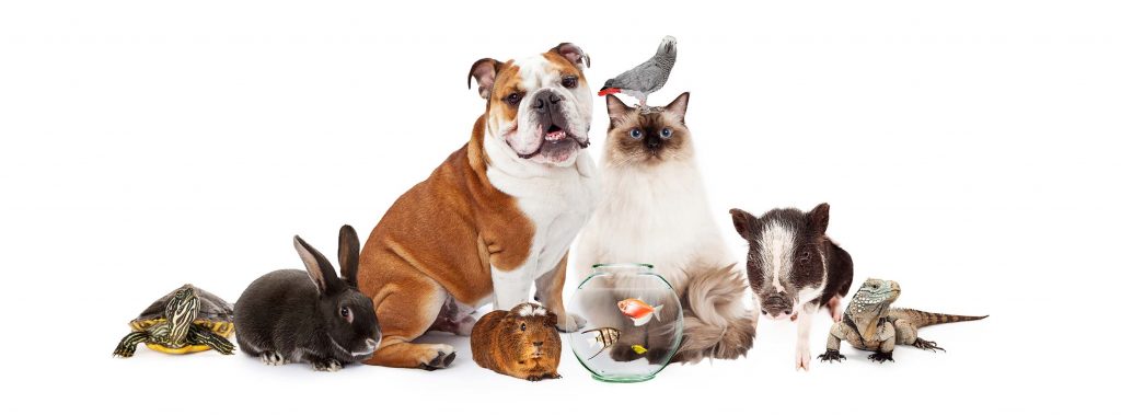 group of pets