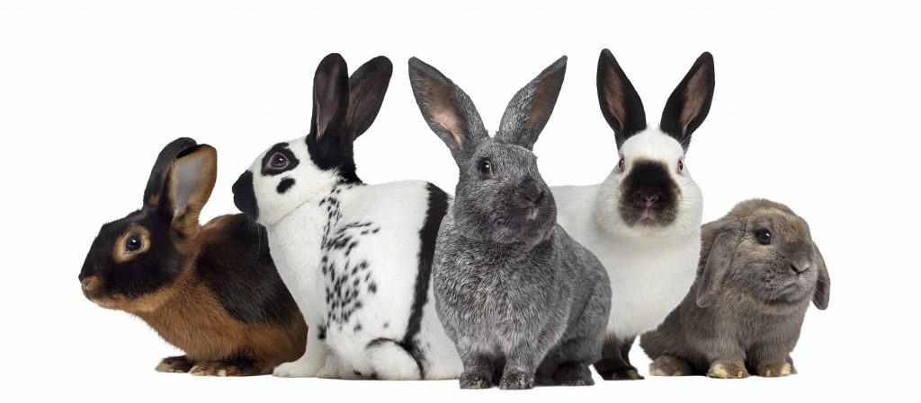 group pf rabbits