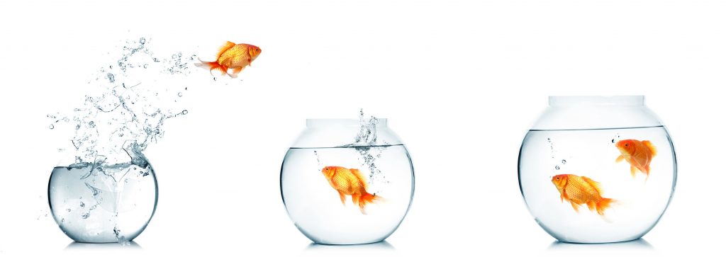 poissons rouges