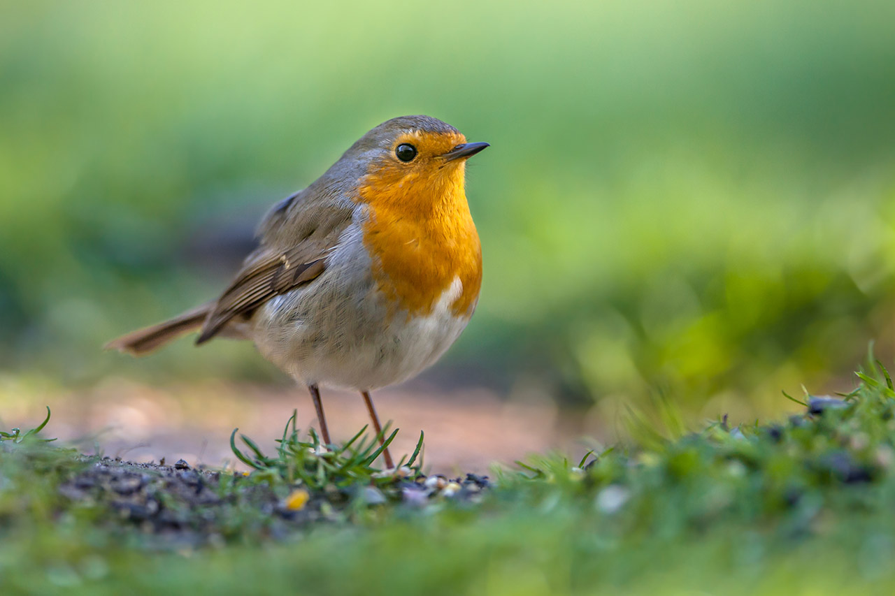 Rouge gorge